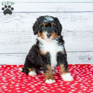 Bandit, Bernedoodle Puppy